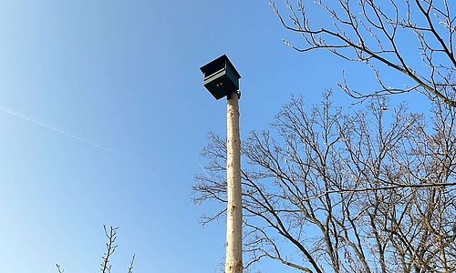 Turmfalkenkasten auf dem Gelände des Vogelschutzvereins