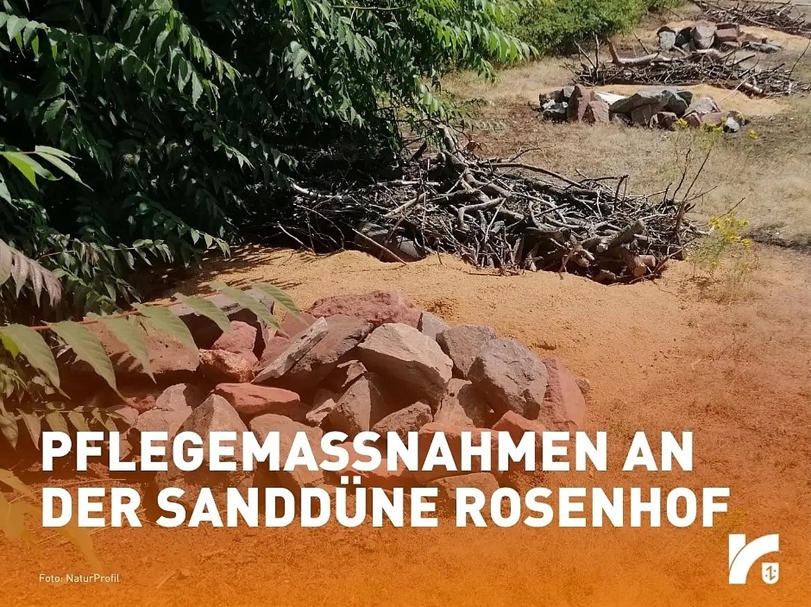 250927_Sanddüne_Foto_NaturProfil